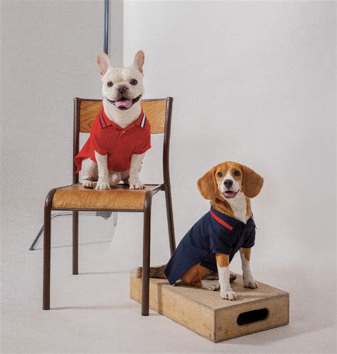 tommy hilfiger dogs.